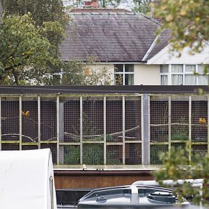 Golden Conure - 12/10/2011