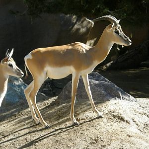 soemmering gazelle