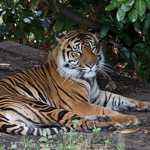 Sumatran Tiger - 12/10/2011