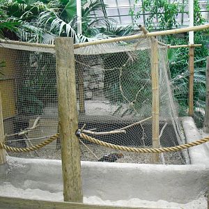 Red Junglefowl Aviary - 12/10/2011