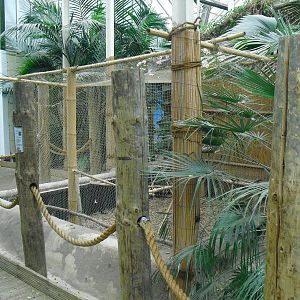 Red Junglefowl Aviary - 12/10/2011