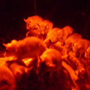 Spiny Mice - 12/10/2011