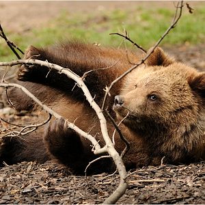 Sibirian brownbear at Hamburg