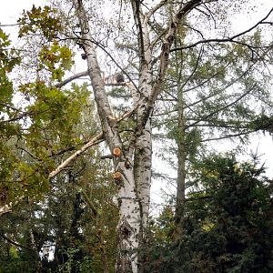 Urson on a tree at Hamburg