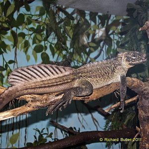 Hydrosaurus pustulatus