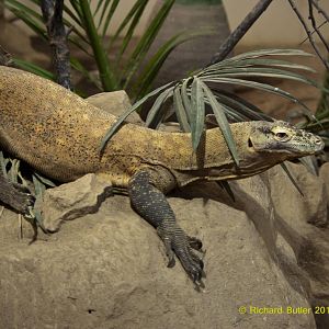 Varanus komodoensis