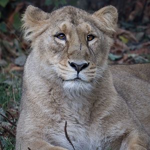 Asiatic Lioness Kiburi - 12/10/2011