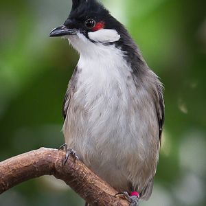 Red-whiskered Bulbul - 12/10/2011