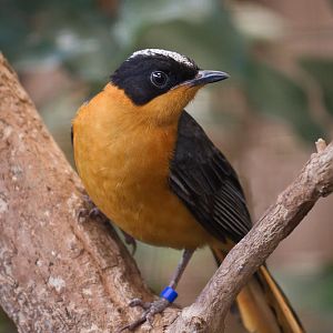 Snowy-crowned Robin-chat - 12/10/2011