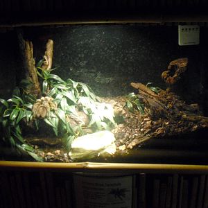 Tarantula Display - 12/10/2011