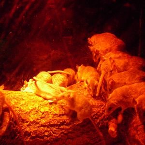 Spiny Mice - 12/10/2011