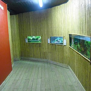 Amphibian Displays - 12/10/2011