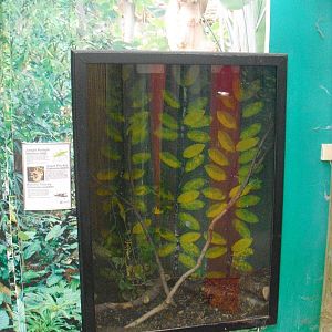 Insect Display - 12/10/2011