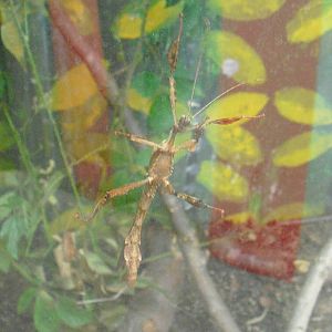 Giant Prickly - 12/10/2011