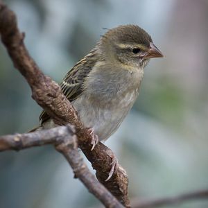 Madagascar Red Fody Fledgling - 12/10/2011