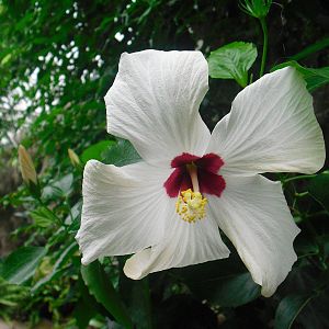 Hibiscus - 12/10/2011