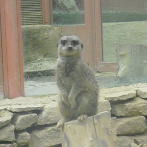 Meerkat - 12/10/2011