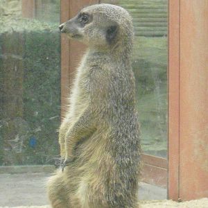 Meerkat - 12/10/2011