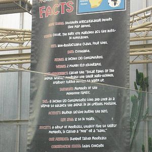 Meerkat Facts - 12/10/2011