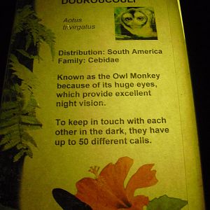Douroucouli/Night Monkey Signage - 12/10/2011