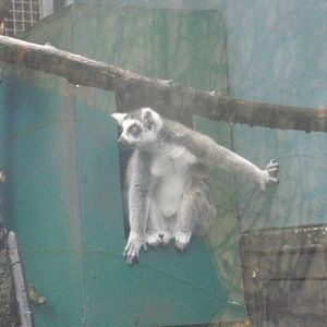 Ring-tailed Lemur - 12/10/2011