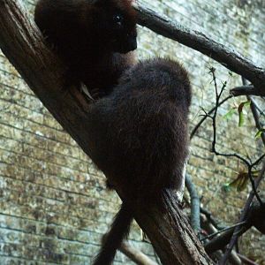 Southern Luzon Cloud Rat at Leipzig, 02/09/11