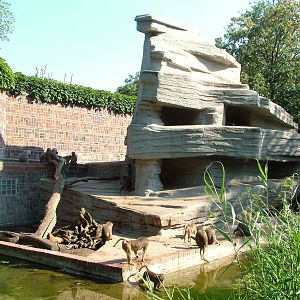 Baboon Exhibit at Leipzig, 02/09/11