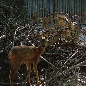 European Roe Deer at Leipzig, 02/09/11