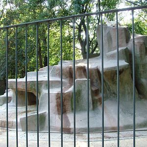 Dall's Sheep Exhibit at Leipzig, 02/09/11