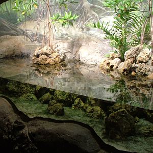 Horseshoe Crab Exhibit - Gondwanaland, Leipzig, 02/09/11
