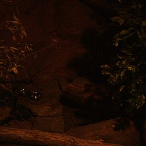 Quoll Exhibit - Gondwanaland, Leipzig, 02/09/11