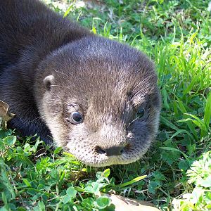 Tarka,  baby River Otter (Lontra longicaudis)