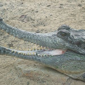 False Gharial - Gondwanaland, Leipzig, 02/09/11