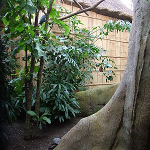 Hornbill/Tortoise Exhibit - Gondwanaland, Leipzig, 02/09/11