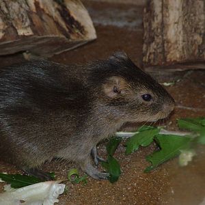 Giant Cavy at Leipzig, 02/09/11