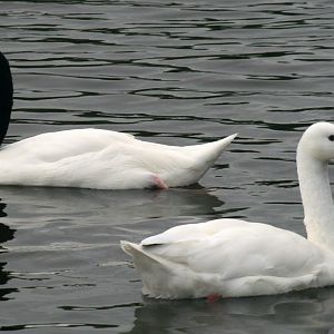 Black-necked and Coscoroba Swans