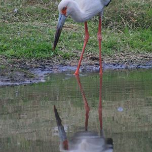 Maguari Stork