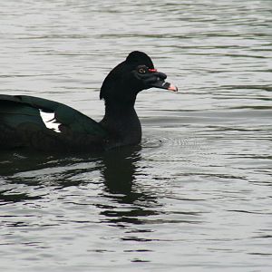 Muscovy Duck (wild form)
