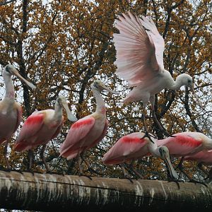 Roseate Spoonbill