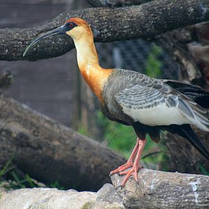 Buff-necked Ibis (Theristicus  caudatus hyperorius)