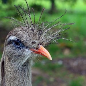Red-legged Seriema (Cariama cristata)