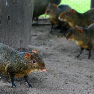 Agouti (Dasyprocta azarae)