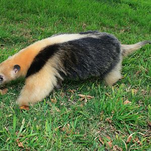 Collared Anteater or Tamandua