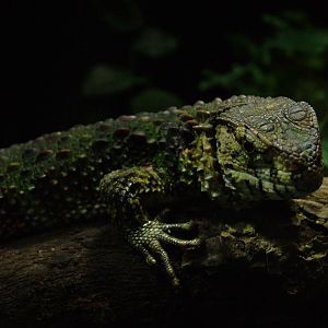 Chinese Crocodile Lizard at Leipzig, 02/09/11