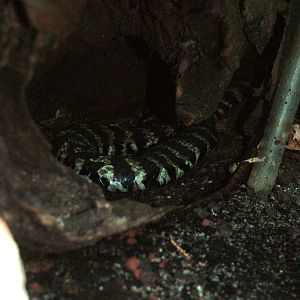 Ringhals at Leipzig, 02/09/11