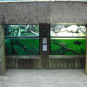 Amazon Tank - 12/10/2011