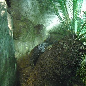 Morelet's Crocodile - 12/10/2011