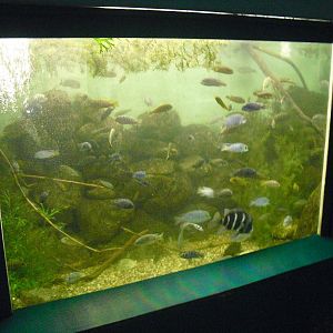 African Cichlids - 12/10/2011