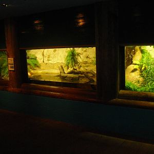 Morelet's Crocodile Exhibit - 12/10/2011