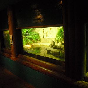 Morelet's Crocodile Exhibit - 12/10/2011